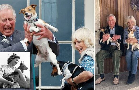 Queen Consort Camilla's dogs make Buckingham Palace their new home