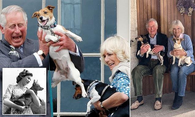 Queen Consort Camilla's dogs make Buckingham Palace their new home