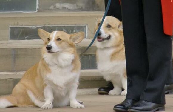 Queen's corgis may display signs of depression after her death