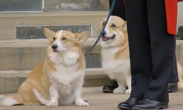 Queen's corgis may display signs of depression after her death