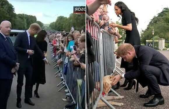 Sweet moment Prince Harry called Meghan over to look at dog in Windsor