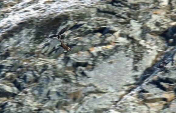 The eagle has landed an adult goat for dinner on BBCs Frozen Planet