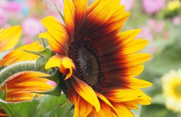 There’s a trick to making sure your sunflowers don’t face away from you