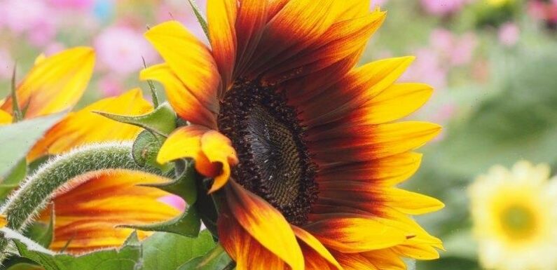 There’s a trick to making sure your sunflowers don’t face away from you