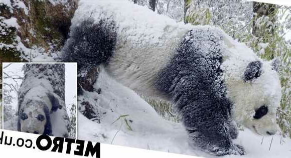 Twerking giant pandas set to steal the show on Frozen Planet II