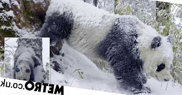Twerking giant pandas set to steal the show on Frozen Planet II