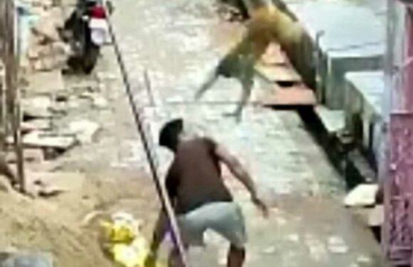Watch as monkey takes down man in one move & rips his T-shirt after he lobbed rocks at its mates | The Sun