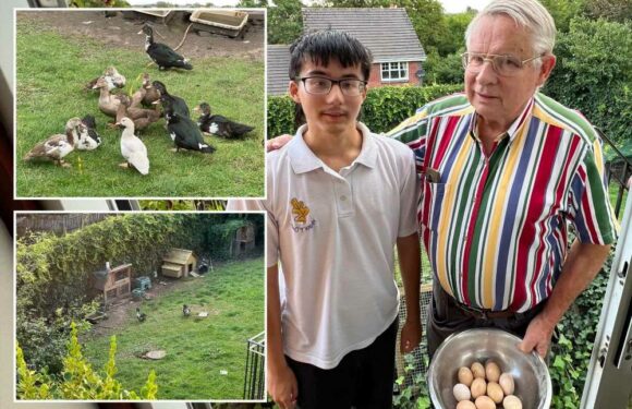 We've been ordered to get rid of pet chickens after our neighbour complained about the clucking…our son's heartbroken | The Sun