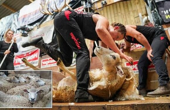 World sheep shearing recorded smashed by British woman