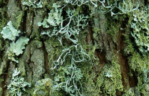 You have the eyes of a hawk if you can spot the chameleon camouflaged in the scene | The Sun