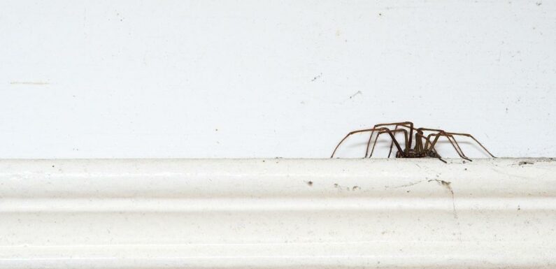 iPhone camera can now tell you if a spider in your house is deadly or venomous