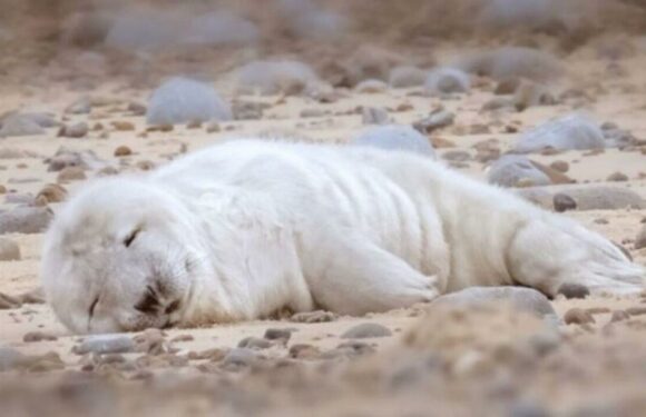 Adorable photos of first born grey seal pup of the year