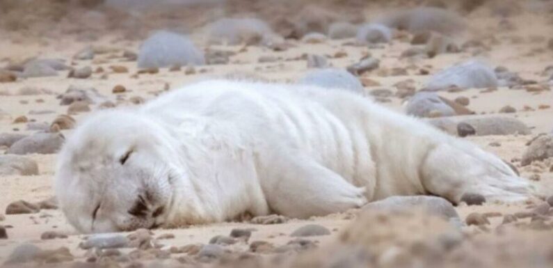 Adorable photos of first born grey seal pup of the year