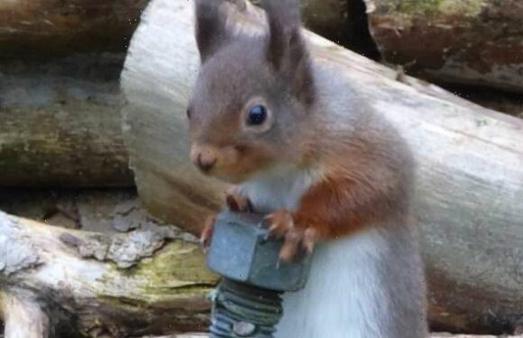 Baffled squirrel grasps onto metal screw mistaking for feeder