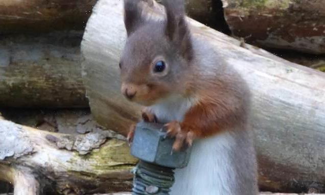 Baffled squirrel grasps onto metal screw mistaking for feeder