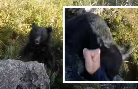 Bear attack sees desperate climber fight back with bare fists – WATCH