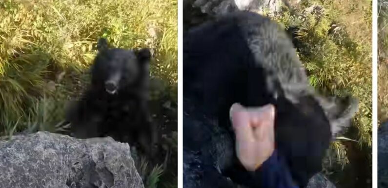 Bear attack sees desperate climber fight back with bare fists – WATCH