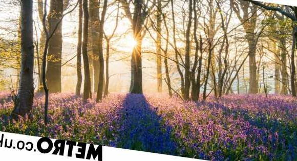 Bird watchers vow to get violent(-ish) over government's attack on nature