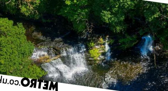 Britain's lost rainforest could be restored to past glory