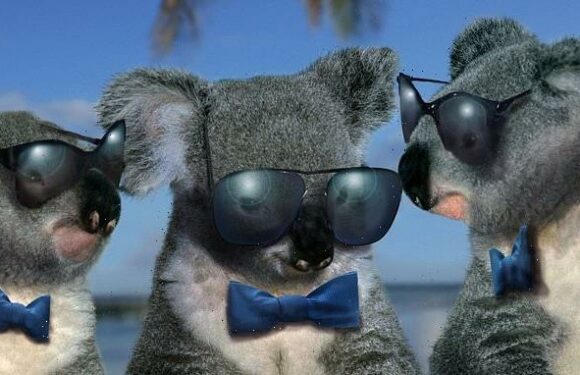 CRAIG BROWN: I'm A Celebrity… get me out of the zoo and on telly!