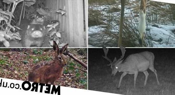 Can you help identify these animals? Urgent call for UK citizen scientists