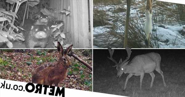 Can you help identify these animals? Urgent call for UK citizen scientists