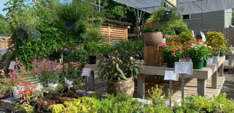 Can you spot the TWO accidentally camouflaged cats in this photo of a garden centre? | The Sun