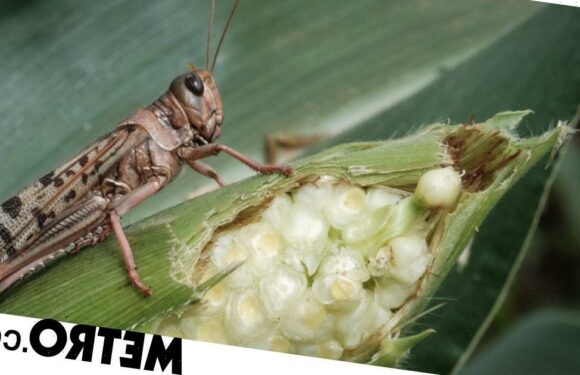 Crops are increasingly being eaten by insects because of climate change