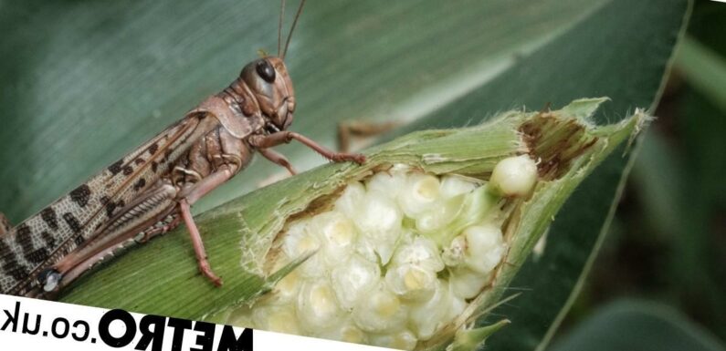 Crops are increasingly being eaten by insects because of climate change
