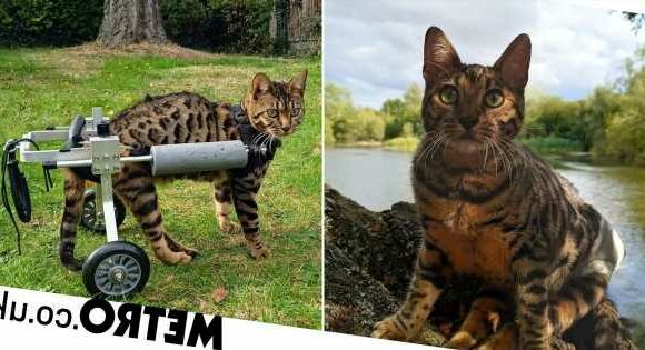 Disabled cat goes on adventures with her owners: 'She loves splashing in waves'