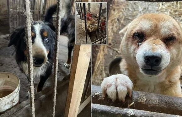 Diseased and infested dogs found in Polish puppy farm