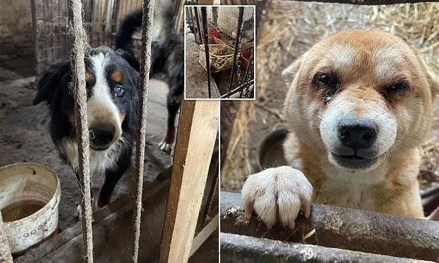 Diseased and infested dogs found in Polish puppy farm