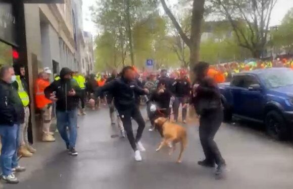 Dog kicked at protest was not a threat, animal expert tells court
