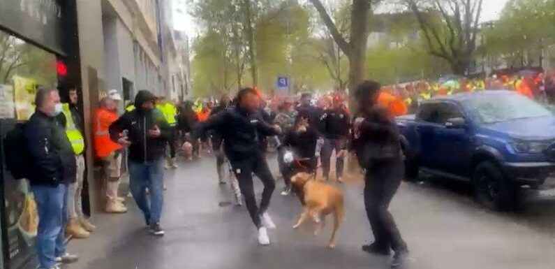 Dog kicked at protest was not a threat, animal expert tells court