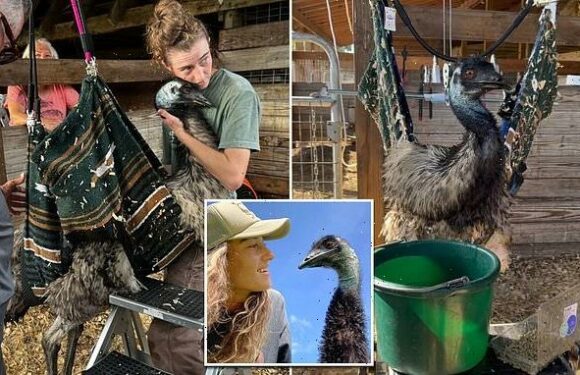 Emmanuel the emu DOESN'T have avian flu, owner reveals