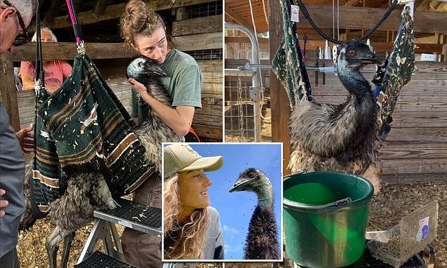 Emmanuel the emu DOESN'T have avian flu, owner reveals