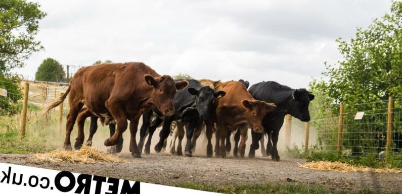 Emmerdale spoilers: First look at cow stampede but who dies?