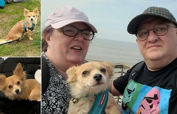 Family reveal how their chihuahua was mauled to death by two dogs