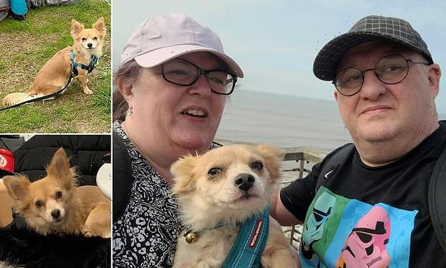 Family reveal how their chihuahua was mauled to death by two dogs