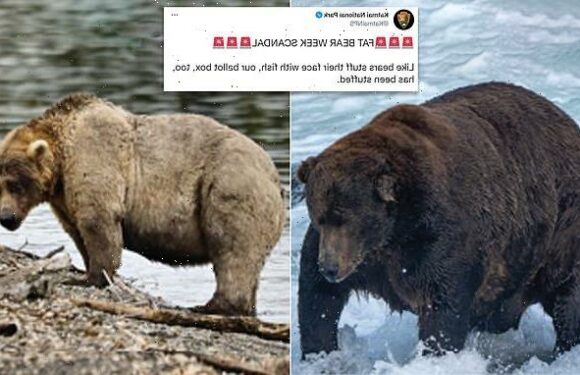 Fat Bear Week is rocked by cheating claims
