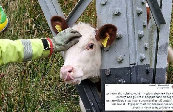 Fire crews rescue calf which became stuck in electricity pylon leg