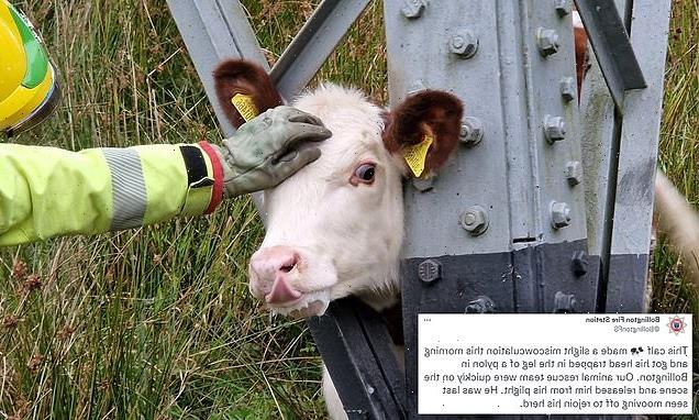 Fire crews rescue calf which became stuck in electricity pylon leg
