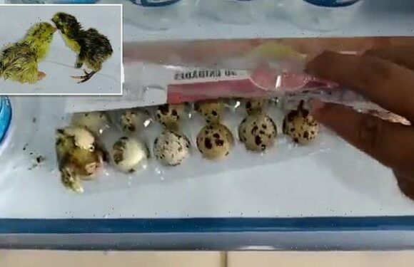 Four quail eggs HATCH on supermarket shelf in Brazil