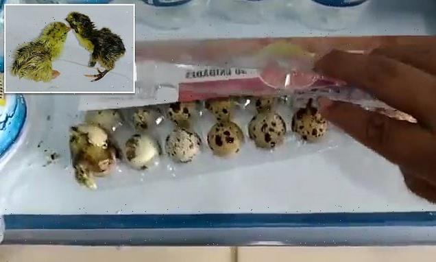 Four quail eggs HATCH on supermarket shelf in Brazil