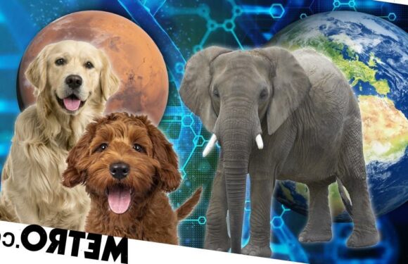 From 'dognition' to DNA family secrets, the best ideas at New Scientist Live