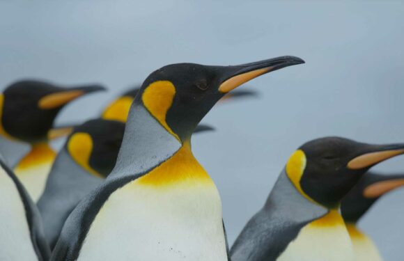 Frozen Planet 2 viewers left 'vomiting' by revolting tactic penguins use to battle each other | The Sun