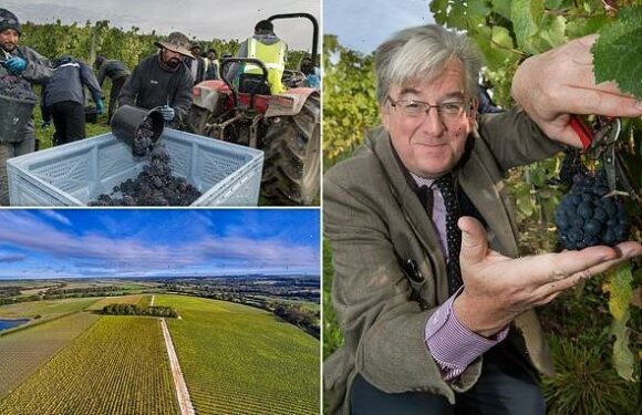 How the big French fizz companies are muscling in on British vineyards