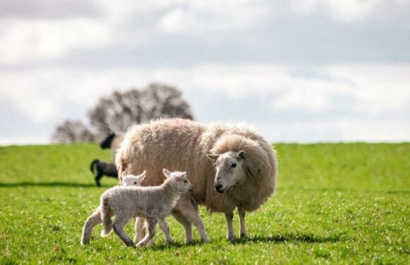 ‘I love my way of life’ 25-year-old farmer shares anecdotes