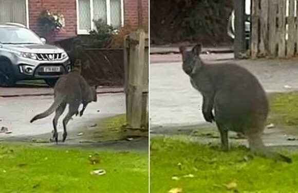 I walla be free! Wallaby spotted hopping down a residential street