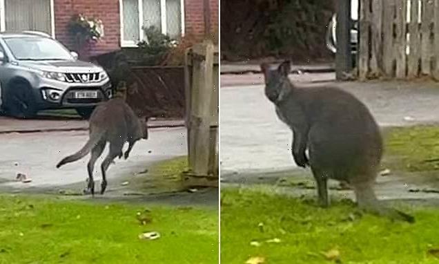 I walla be free! Wallaby spotted hopping down a residential street